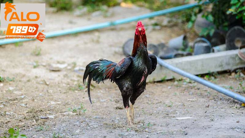 Các Phương Pháp Huấn Luyện Gà Đá Cực Kỳ Hiệu Quả Cho Sư Kê 1 Các Phương Pháp Huấn Luyện Gà Đá Cực Kỳ Hiệu Quả Cho Sư Kê