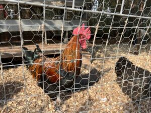 Cách Làm Chuồng Gà Cho Gà Đá Vừa Chắc Chắn Vừa Thoáng Mát