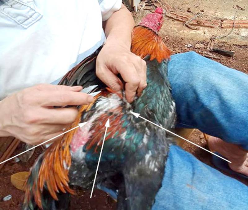 Cách Tỉa Lông Gà Đẹp Để Gà Thêm Phong Độ Và Sung Sức 1 Cach Tia Long Ga Dep De Ga Them Phong Do Va Sung Suc