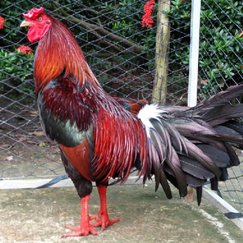 Cách chọn và chuẩn bị gà trước khi mang cựa