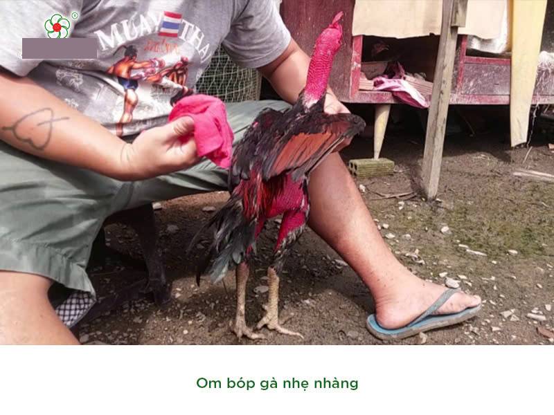 Các Phương Pháp Huấn Luyện Gà Đá Cực Kỳ Hiệu Quả Cho Sư Kê 5 Chăm sóc da và chân