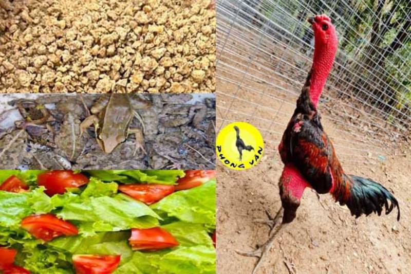 Các Phương Pháp Huấn Luyện Gà Đá Cực Kỳ Hiệu Quả Cho Sư Kê 4 Chế độ ăn uống