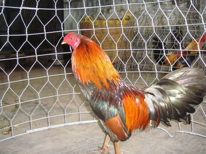 Sự Khác Biệt Giữa Gà Nòi Và Gà Đá Cựa Sắt – So Sánh Thực Tế 5 Chế độ huấn luyện và chăm sóc