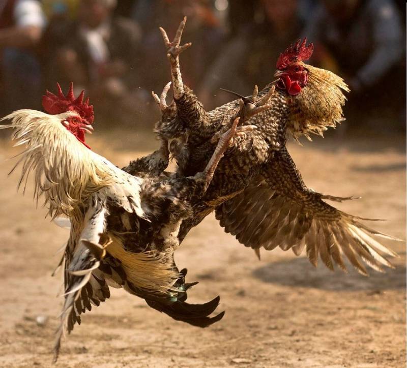 Đá Gà C1 Là Gì? Giải Đấu Hấp Dẫn Bậc Nhất Trong Làng Gà Chọi 2 Đá gà C1 là gì?