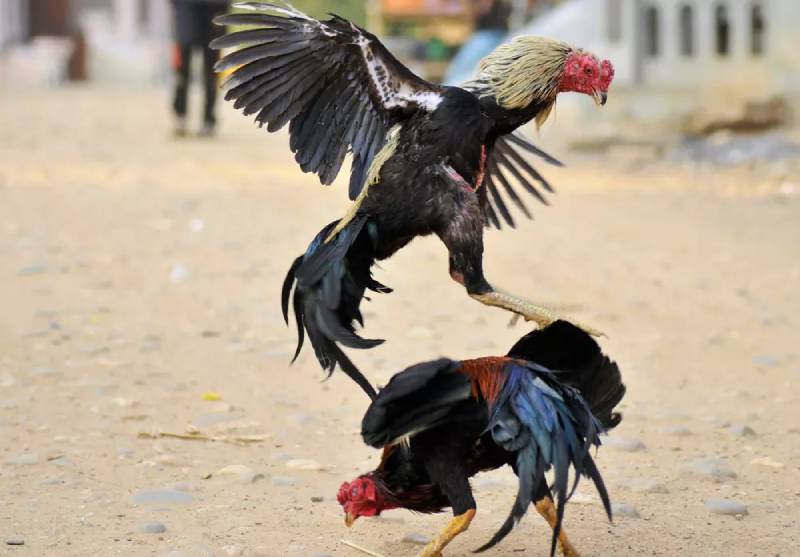 Đá Gà C1 Là Gì? Giải Đấu Hấp Dẫn Bậc Nhất Trong Làng Gà Chọi 4 Đá gà C1 và giá trị của những chiến kê vô địch