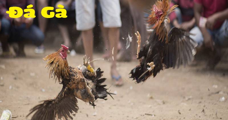 Đá gà Thomo và sự gắn bó với dân chơi Việt