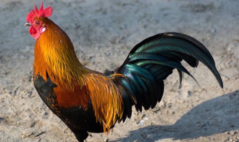 Cách Đánh Giá Gà Đá Để Chọn Ra Chiến Binh Xuất Sắc 4 Da, lông và màu sắc