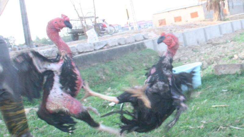 Những Giống Gà Chọi Nổi Tiếng Tại Việt Nam - Chiến Kê Huyền Thoại 4 Gà chọi Thổ Hà