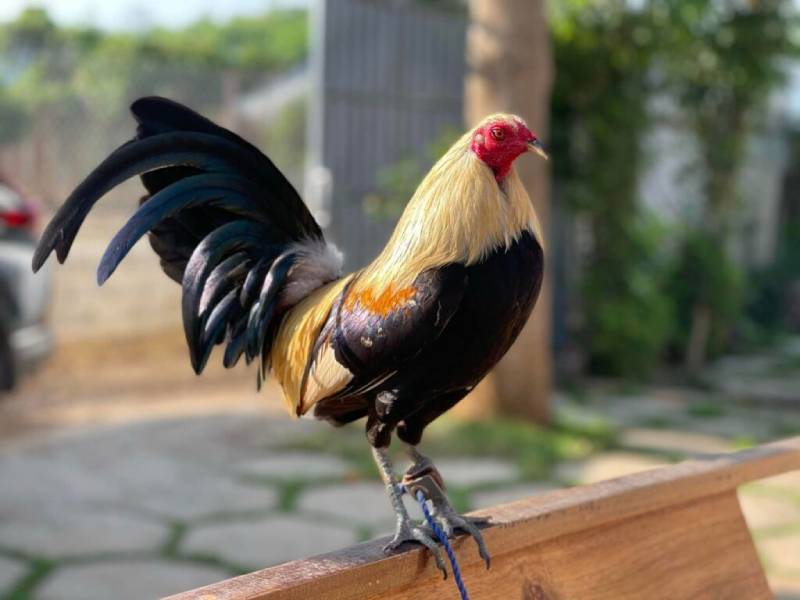 Sự Khác Biệt Giữa Gà Nòi Và Gà Đá Cựa Sắt – So Sánh Thực Tế 3 Gà đá cựa sắt