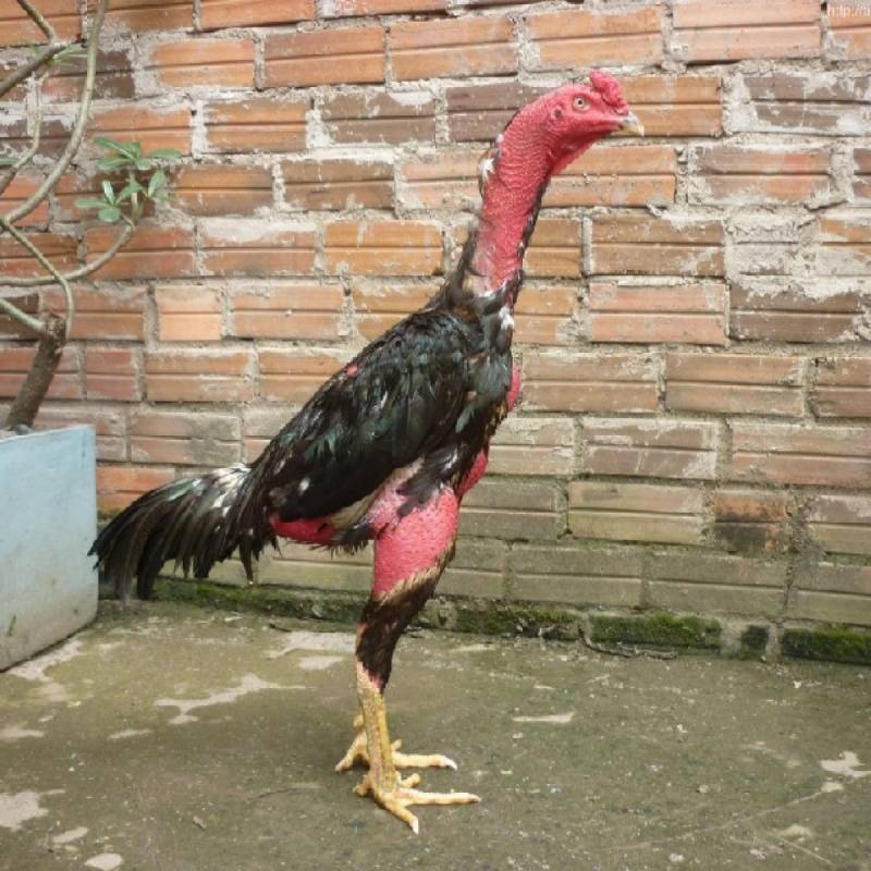 Những Giống Gà Chọi Nổi Tiếng Tại Việt Nam - Chiến Kê Huyền Thoại 3 Gà nòi Bình Định