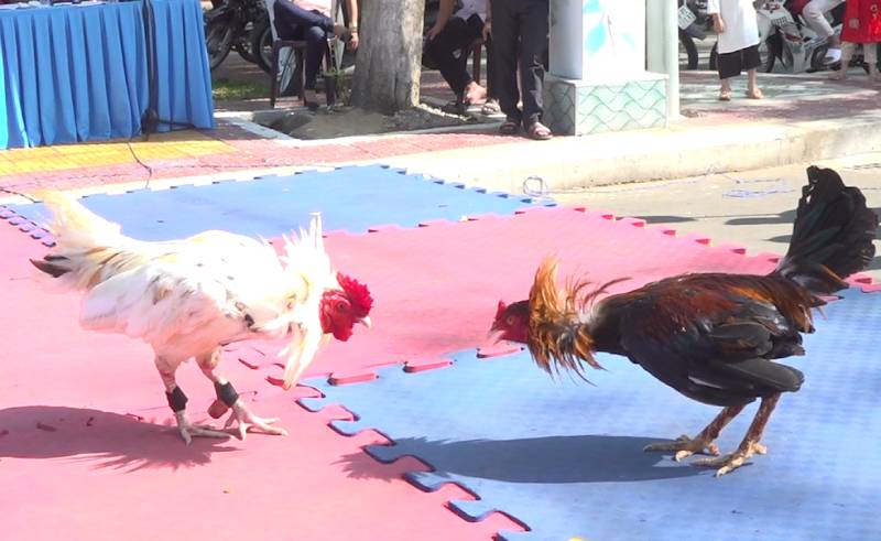 Quy định cân ký và chọn gà trước trận