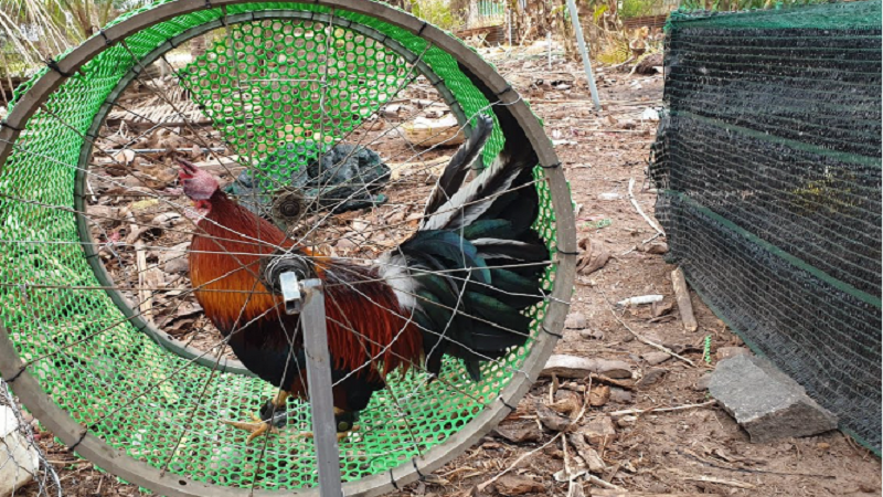 Các Phương Pháp Huấn Luyện Gà Đá Cực Kỳ Hiệu Quả Cho Sư Kê 2 Rèn thể lực