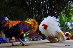 Sân Đá Gà Chuyên Nghiệp Tại Việt Nam – Nơi Hội Tụ Đam Mê