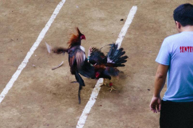 Đá Gà Cựa Dao Philippines Là Gì? Bộ Môn Gà Chọi Đầy Kịch Tính 5 So sánh gà cựa dao Philippines với gà chọi truyền thống Việt Nam