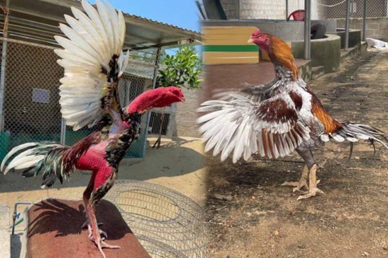 Sự Khác Biệt Giữa Gà Nòi Và Gà Đá Cựa Sắt – So Sánh Thực Tế 1 Sự Khác Biệt Giữa Gà Nòi Và Gà Đá Cựa Sắt – So Sánh Thực Tế