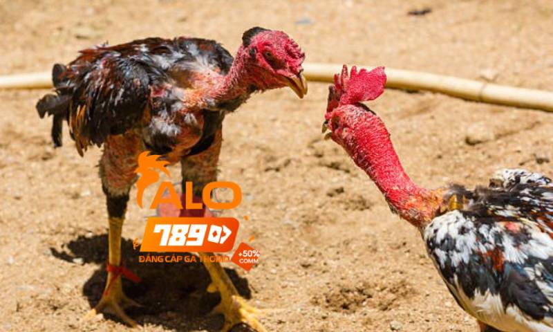 Sự Khác Biệt Giữa Gà Nòi Và Gà Đá Cựa Sắt – So Sánh Thực Tế 4 Sự khác nhau trong lối đá