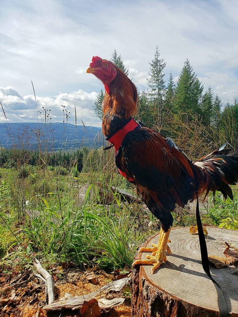 Cách Đánh Giá Gà Đá Để Chọn Ra Chiến Binh Xuất Sắc 3 Thể hình và cấu trúc xương