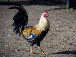 Tuoi Tho Cua Ga Da – Bi Quyet Giu Chien Ke Song Khoe Va Ben Suc