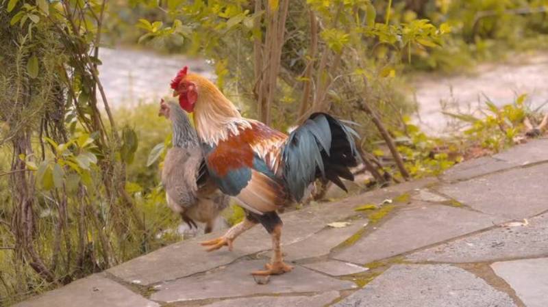 Tuổi Thọ Của Gà Đá – Bí Quyết Giữ Chiến Kê Sống Khỏe Và Bền Sức 5 Tuổi thọ và giá trị của gà đá