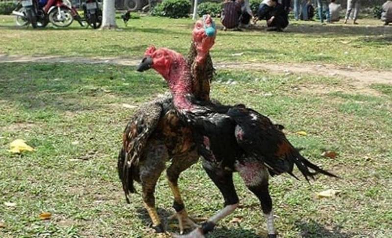 Các Phương Pháp Huấn Luyện Gà Đá Cực Kỳ Hiệu Quả Cho Sư Kê 3 Vần đòn và tập đòn