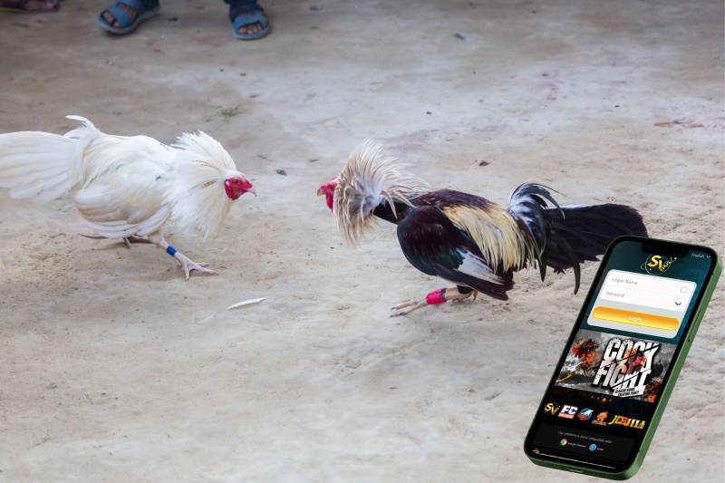 Vì sao đá gà Thomo nổi tiếng đến vậy?