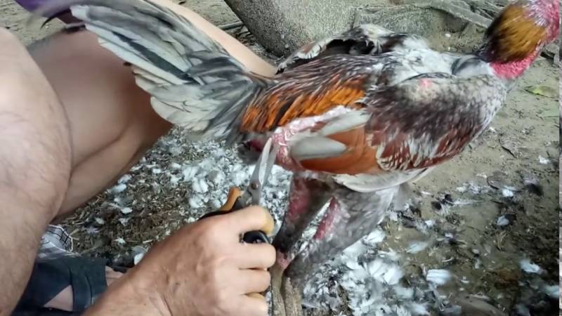 Cách Tỉa Lông Gà Đẹp Để Gà Thêm Phong Độ Và Sung Sức 3 Vùng lông nào cần tỉa để gà luôn gọn gàng?