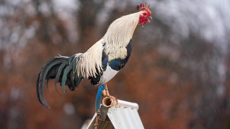 Tuổi Thọ Của Gà Đá – Bí Quyết Giữ Chiến Kê Sống Khỏe Và Bền Sức 2 Yếu tố quyết định tuổi thọ của gà đá